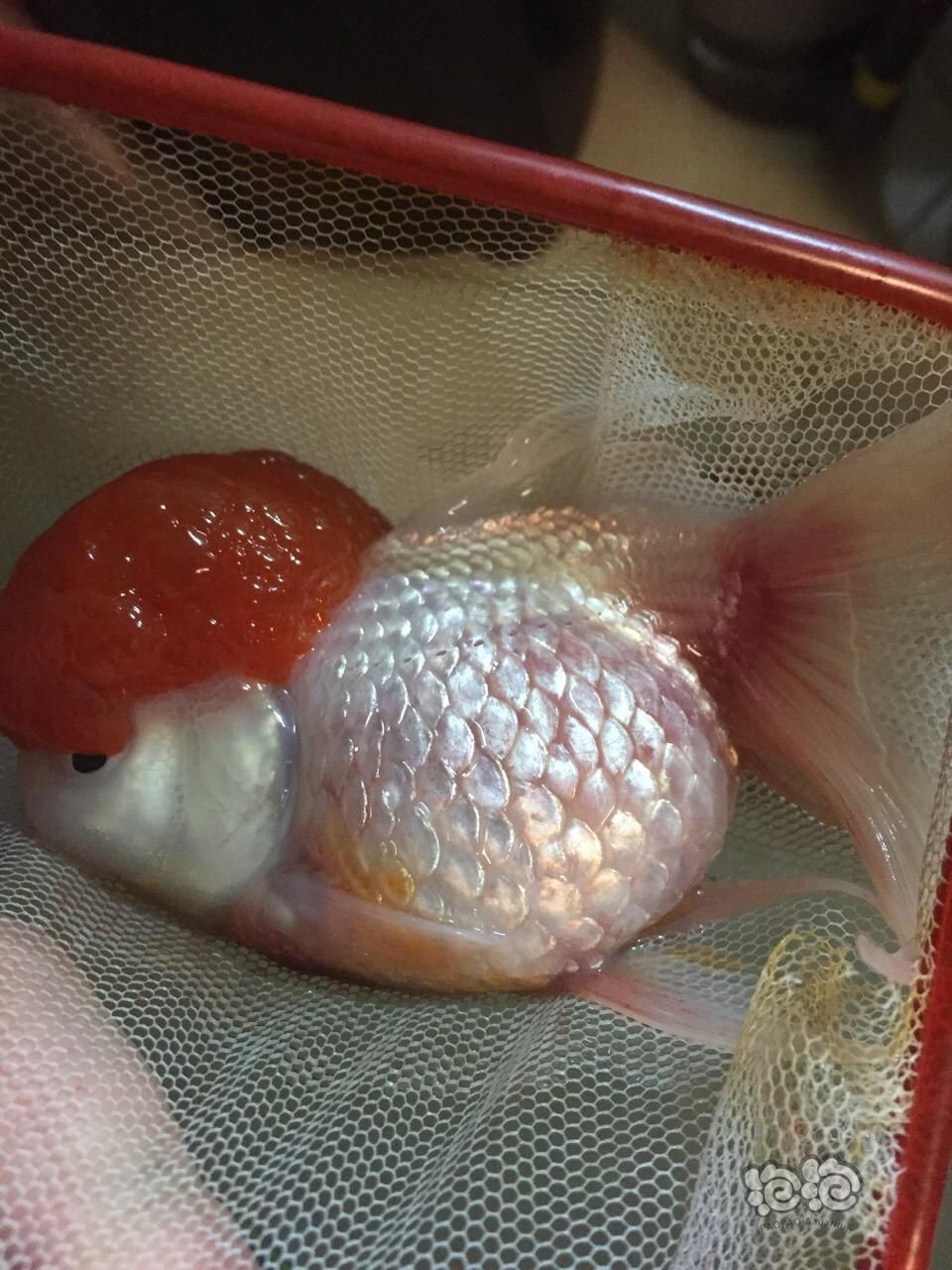 金鱼高手给看看金鱼死因