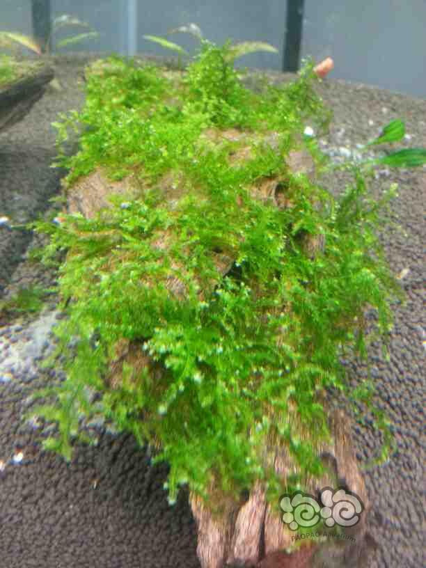 爆棉藻，绿藻真的是养虾必须的么~~没有虾就活不好么~~-图4
