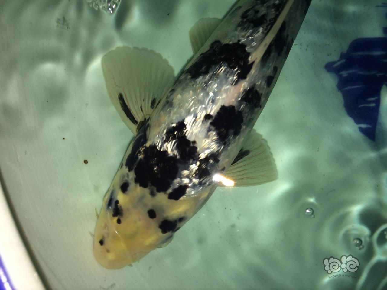 这叫什么锦鲤啊问下怎么养啊我养死了好几条了