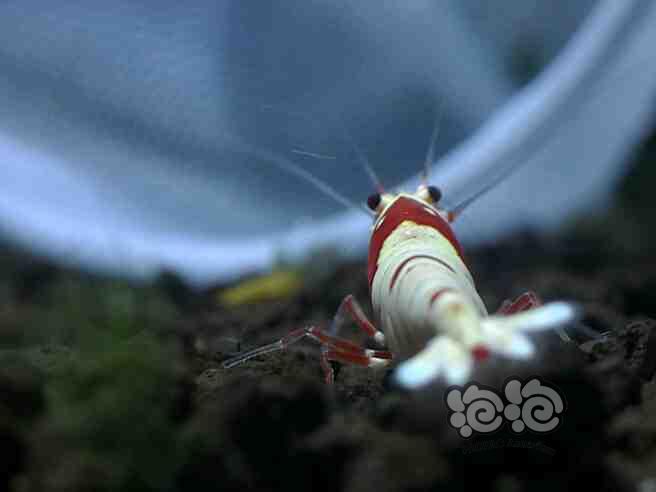 微距拍攝重甲戰力母蝦-图3