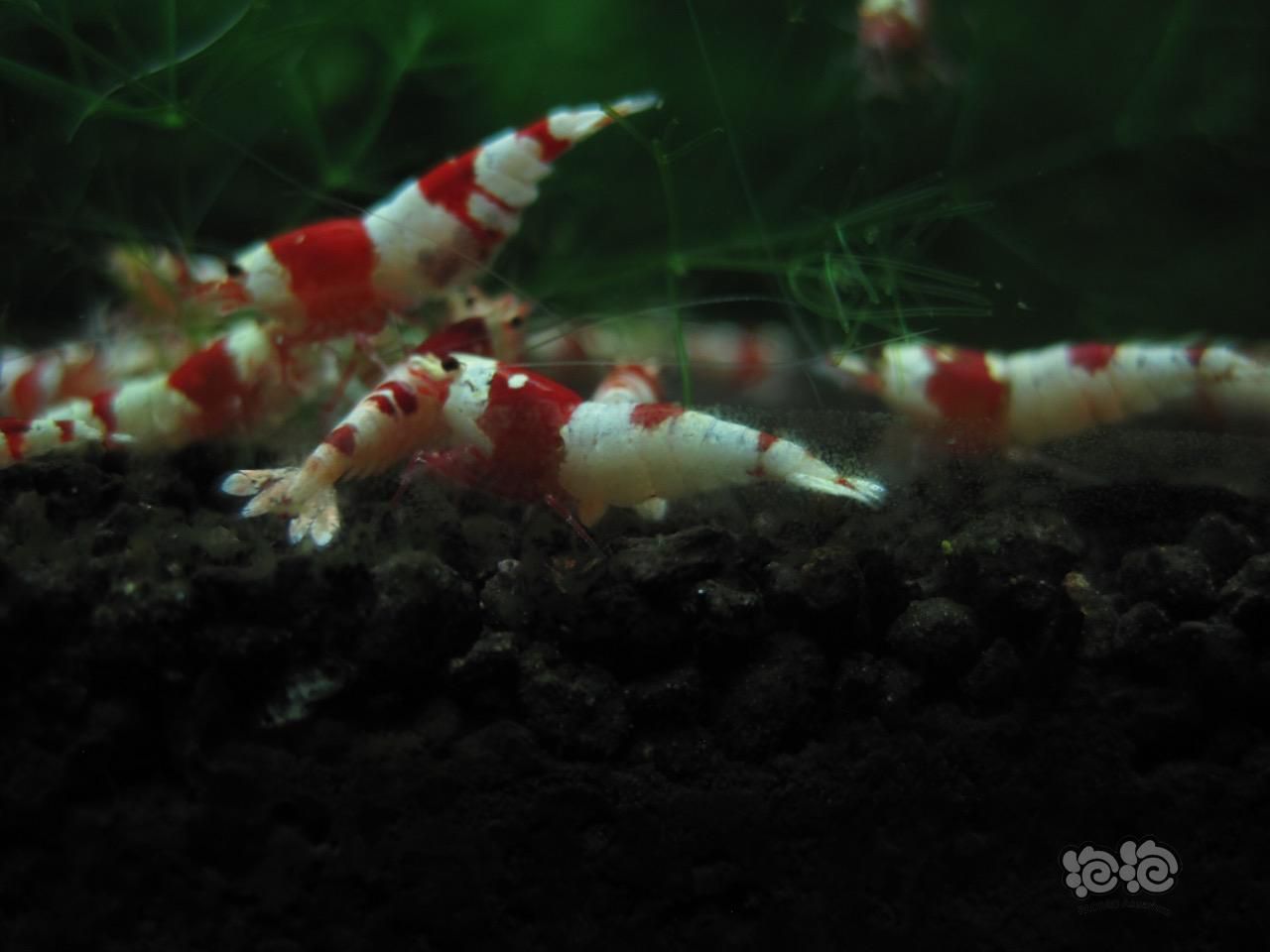 慢慢养虾路——红白水晶-图6