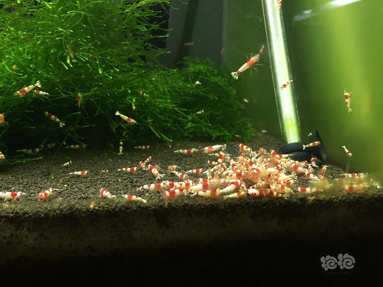 爆缸爆缸目测不低于800只