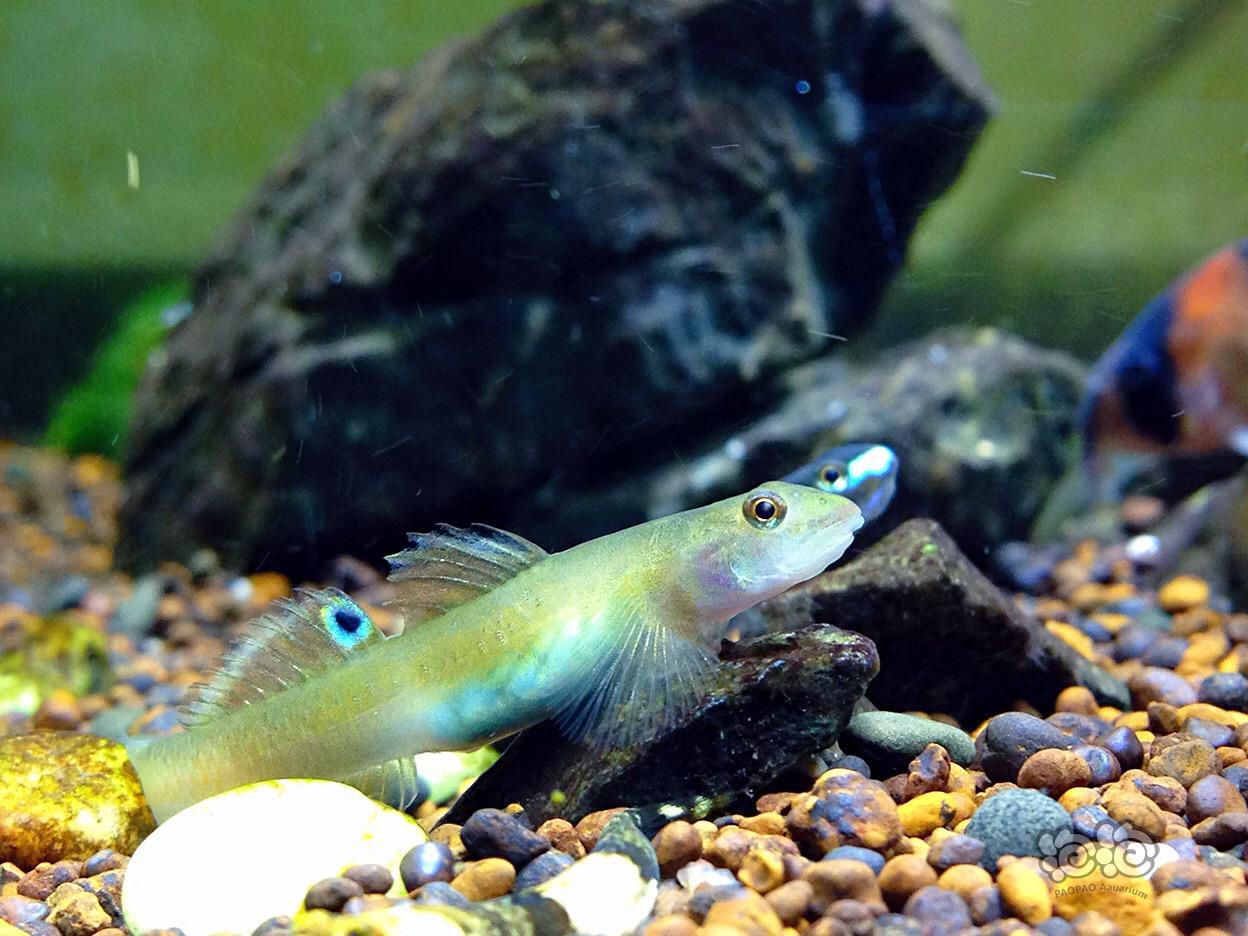 虾虎印尼蓝肚虾虎