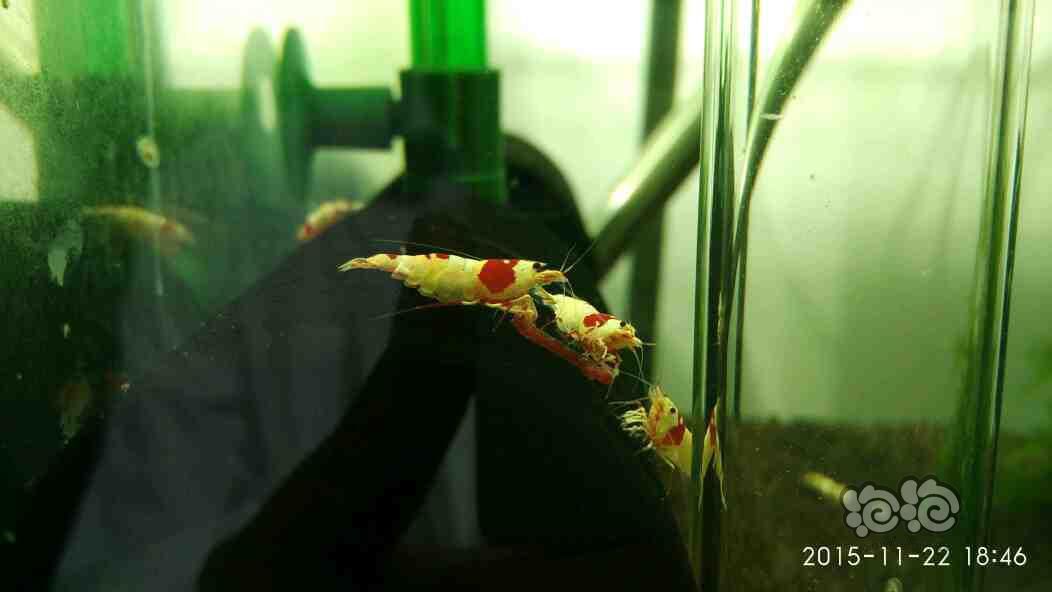 虾乐红白水晶虾-图3