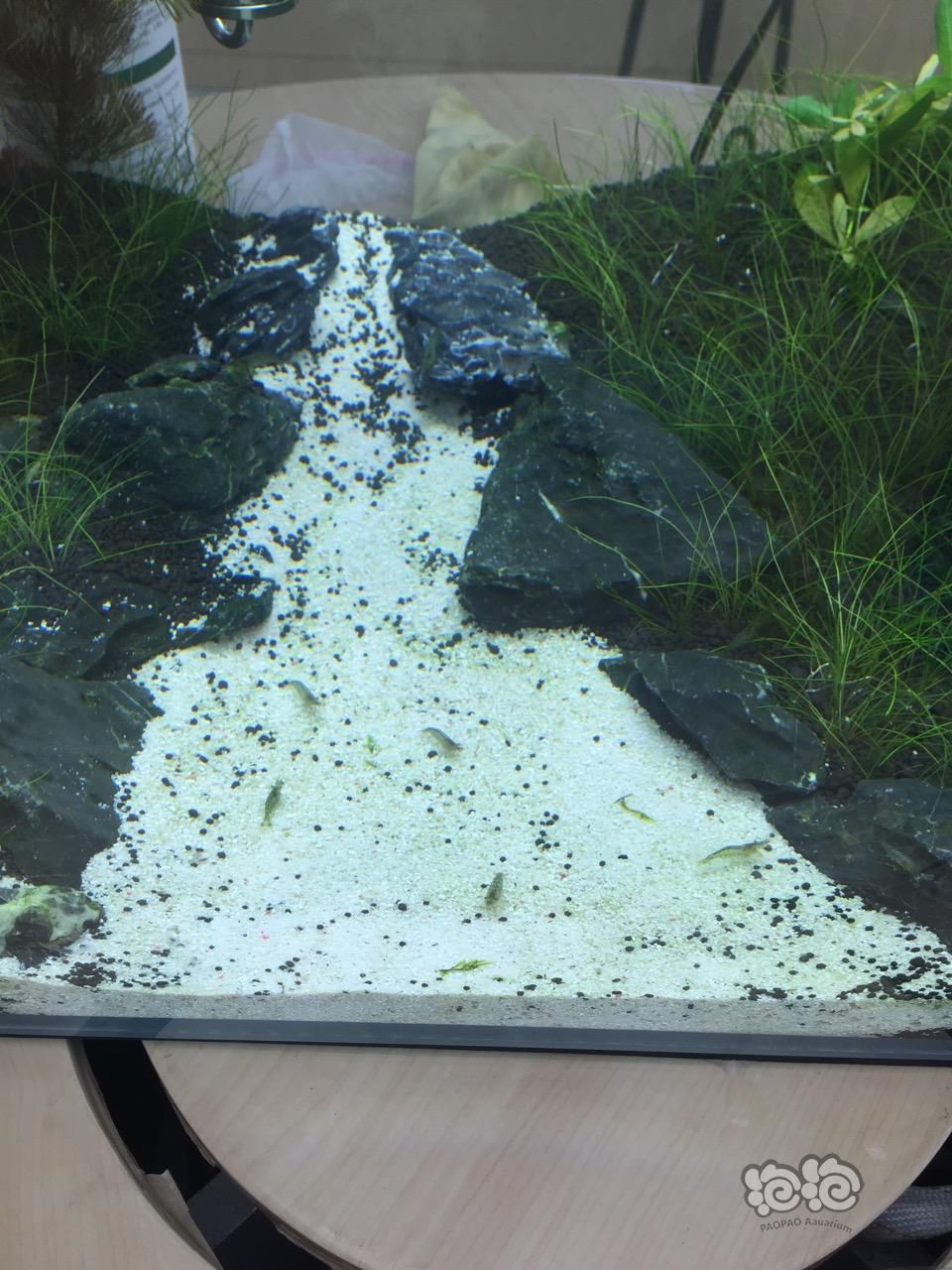 水草造景和种植 草泥和白砂混在一起了,有办法分离吗?