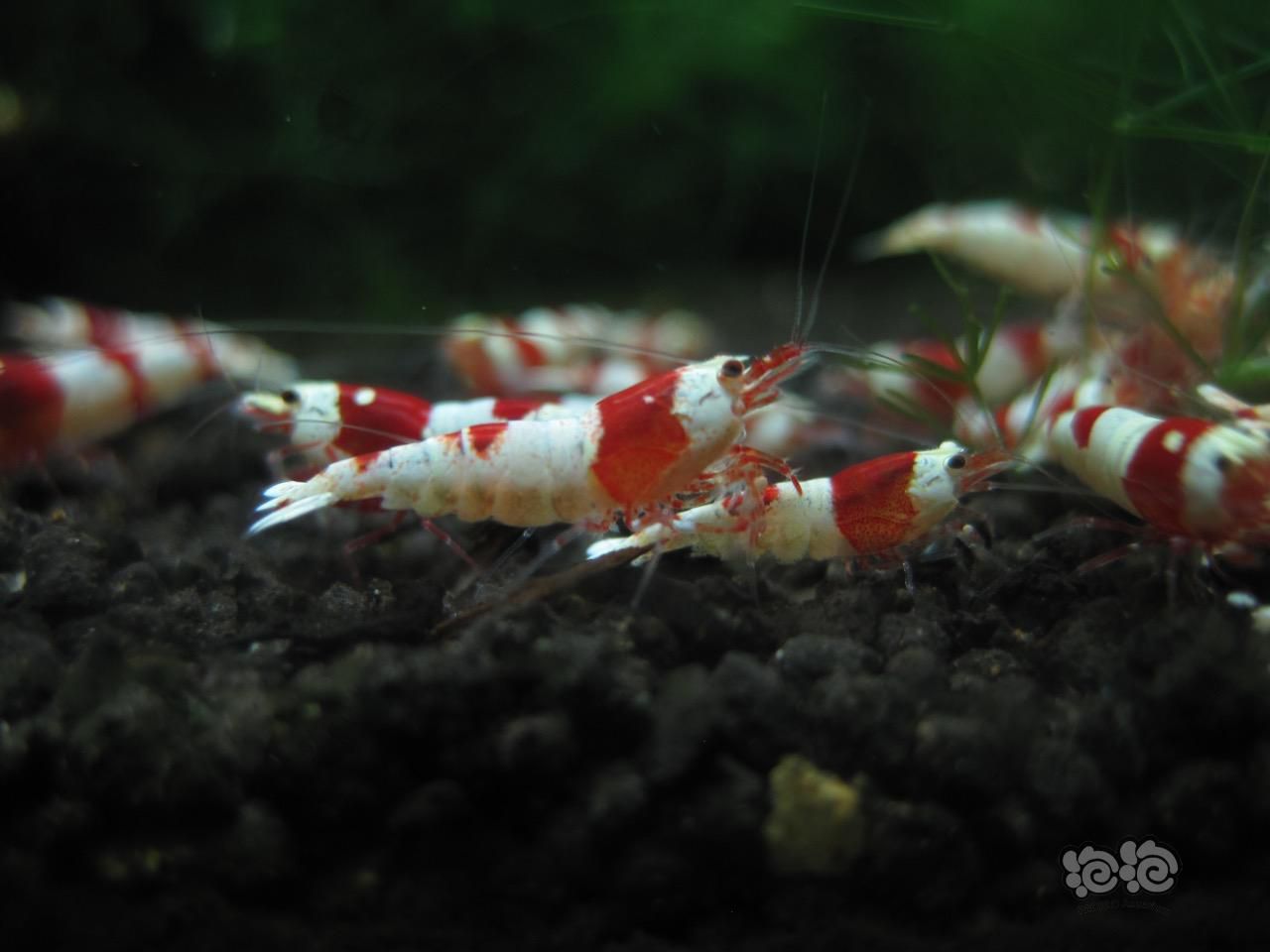 慢慢养虾路——红白水晶-图3