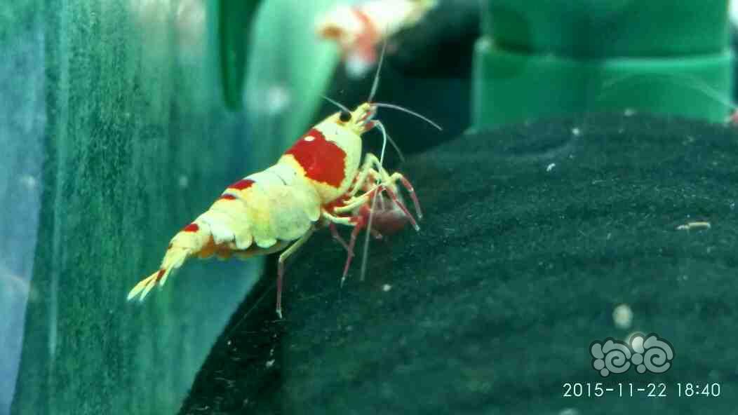 虾乐红白水晶虾-图2