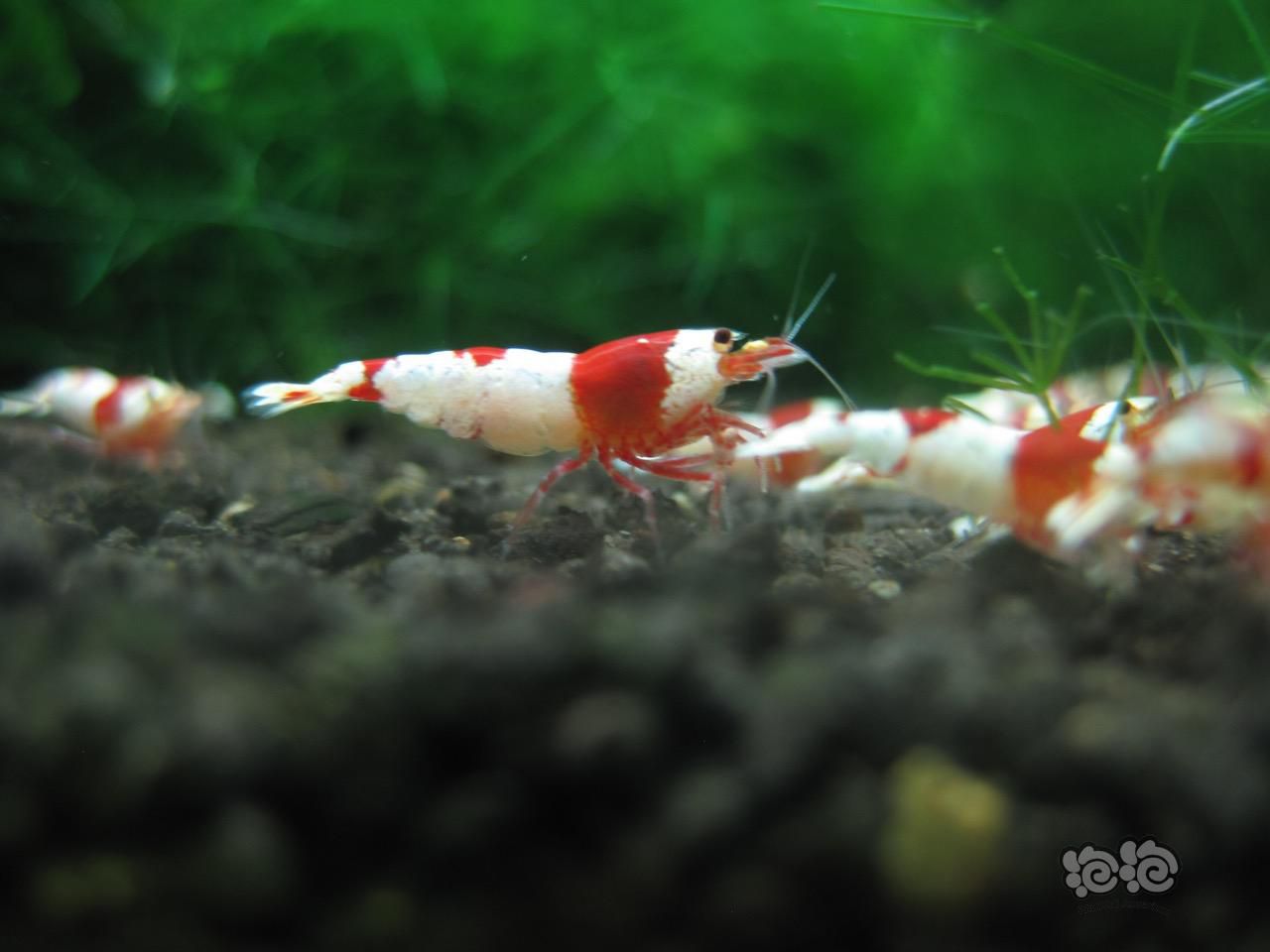 慢慢养虾路——红白水晶-图2