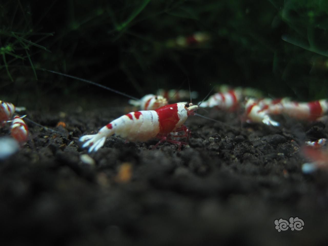 慢慢养虾路——红白水晶-图5