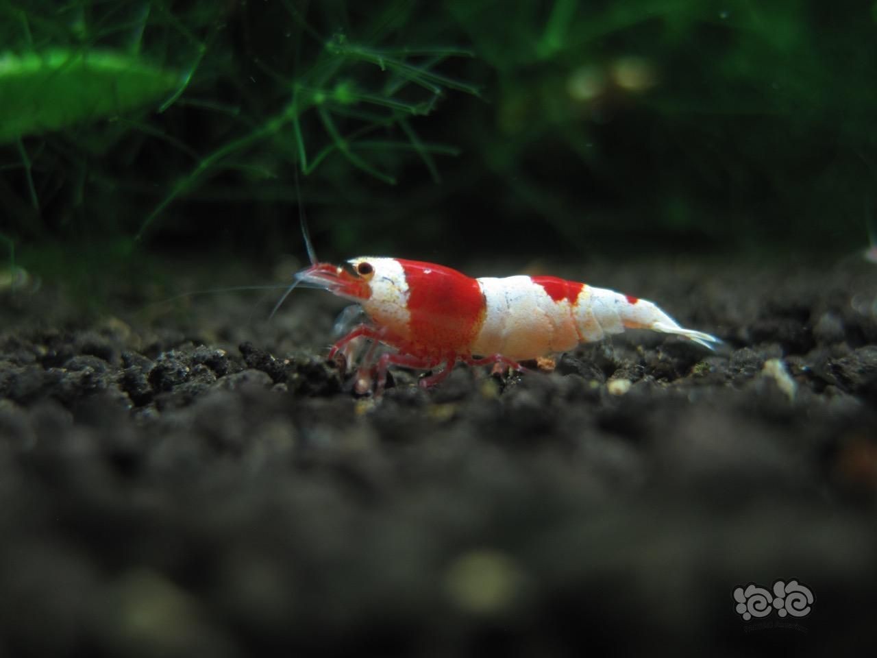 慢慢养虾路——红白水晶-图4