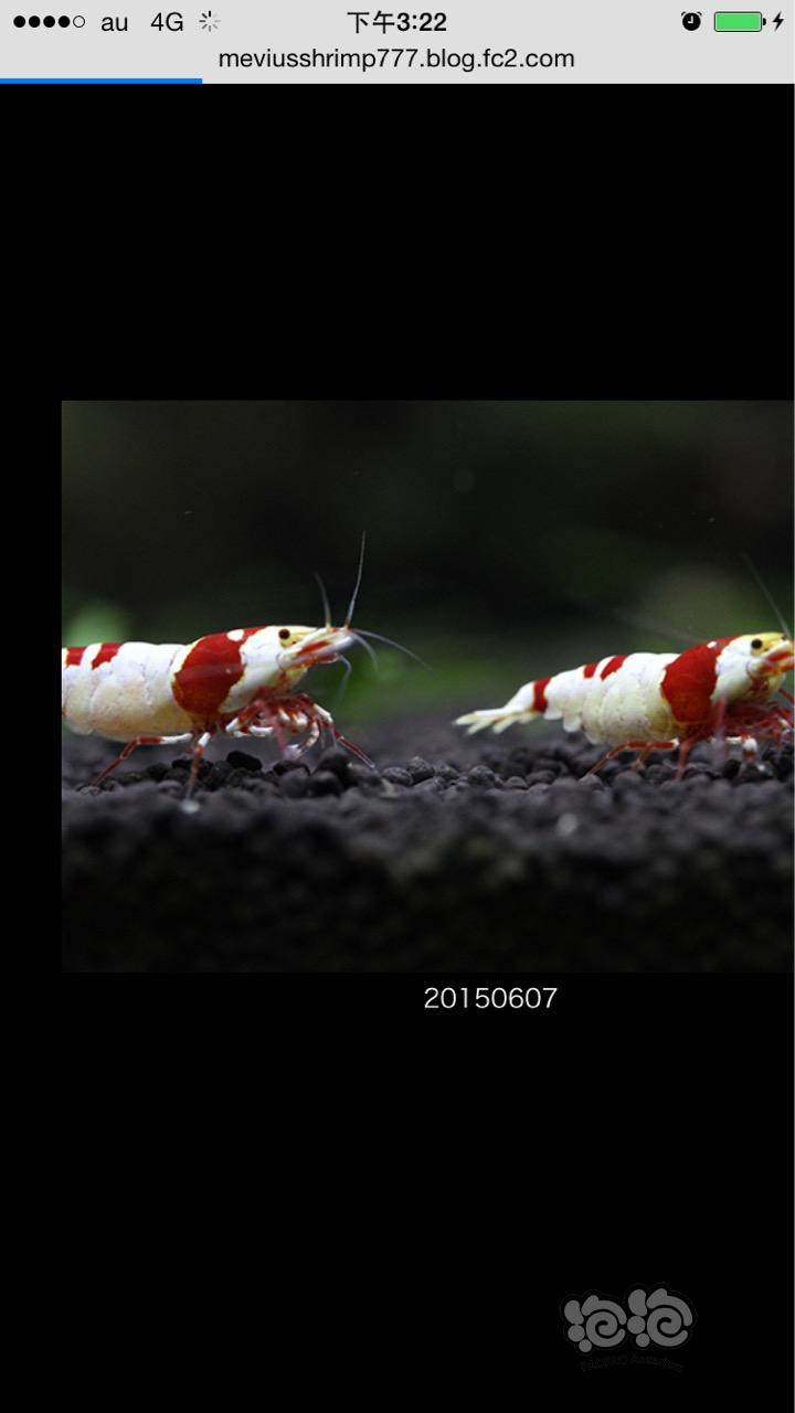 日本九洲一新出现的我很喜欢的虾-图3