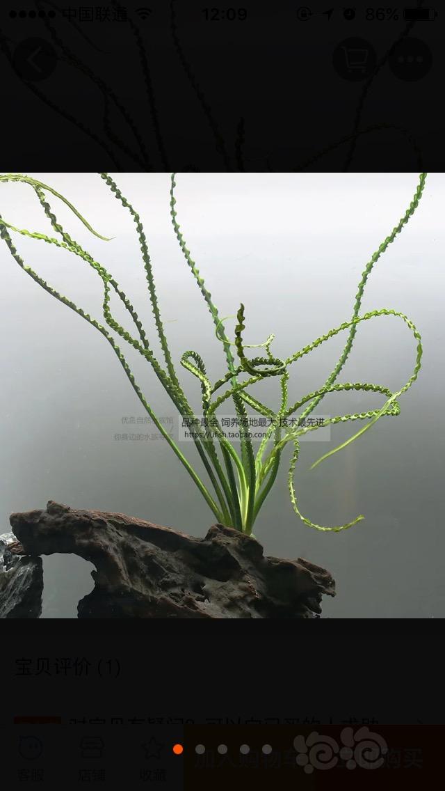 请教北京草友哪里有卖细叶龙鞭草的