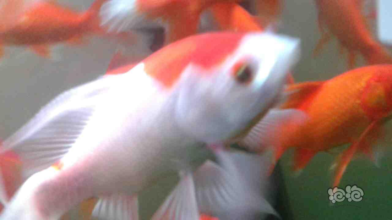 我的鱼病了 鳃盖上出了个包 泡泡水族