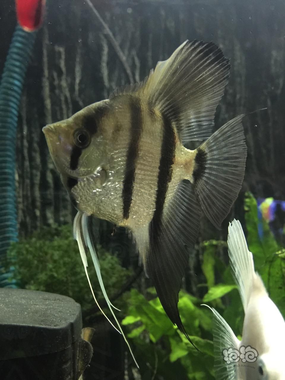 【异型】随便上个图