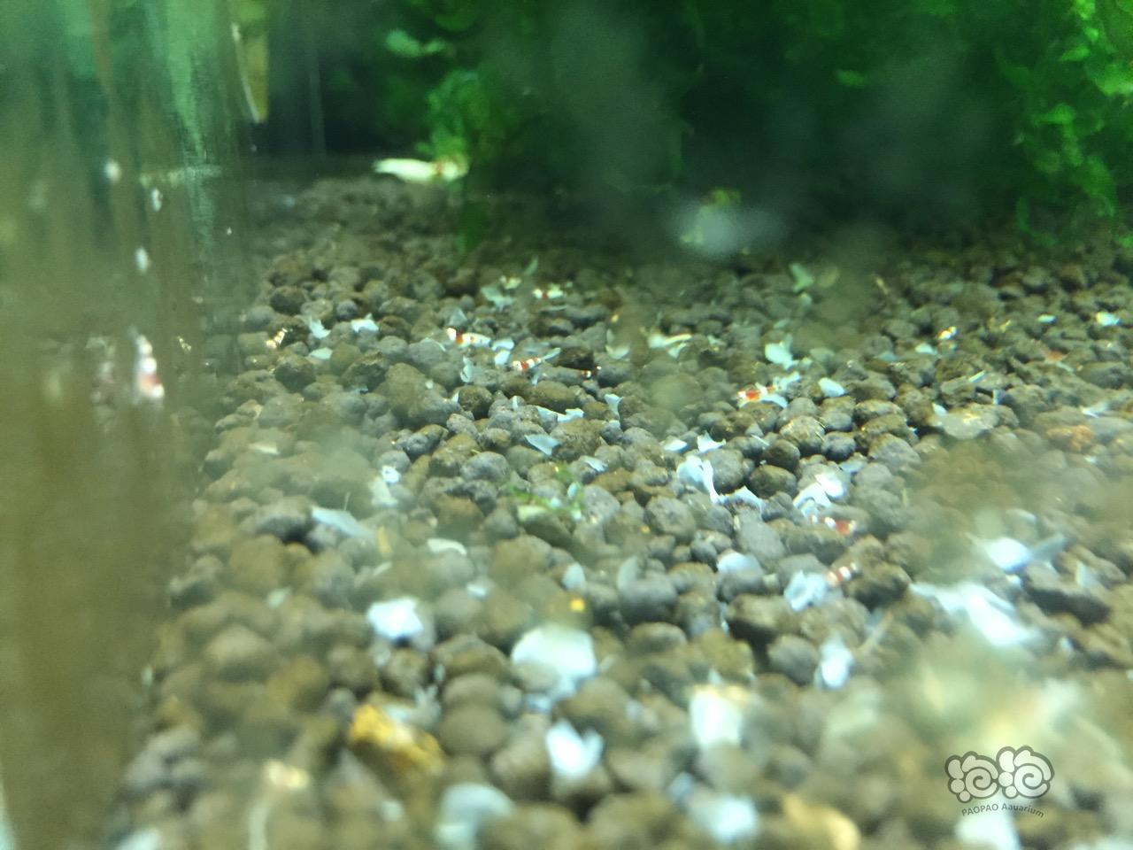 自己家繁殖的水晶虾-图2