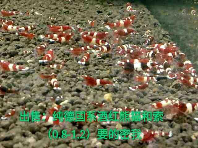 纯德系酒红水晶虾-图1