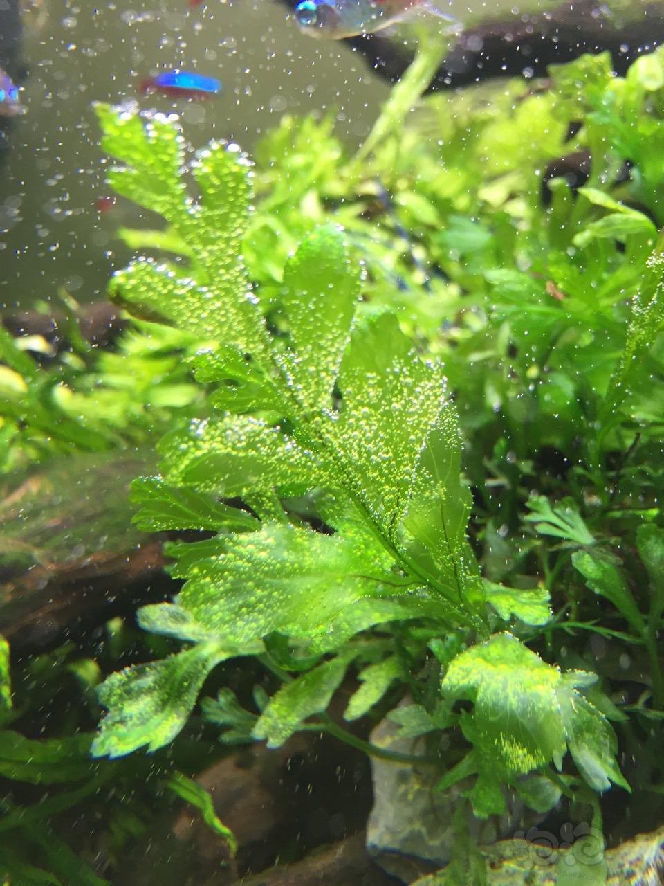有少许绿斑藻)羽裂 一份约5-7株日本箦藻 一份浮萍   一份大三角莫斯