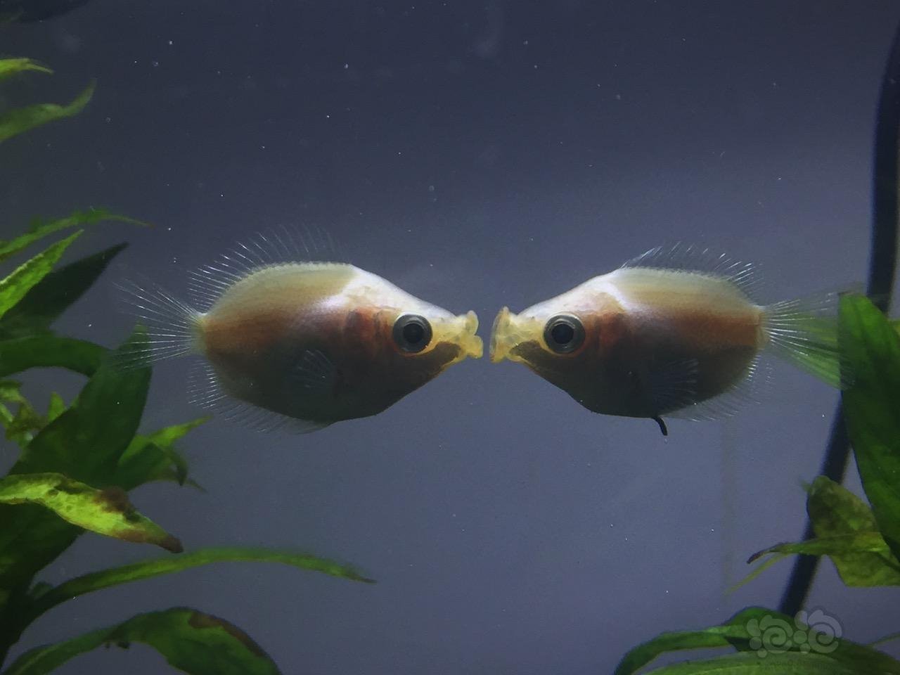 明日頭版頭條困擾水族屆數十載的親嘴魚親嘴之謎終於解開不是示愛也不