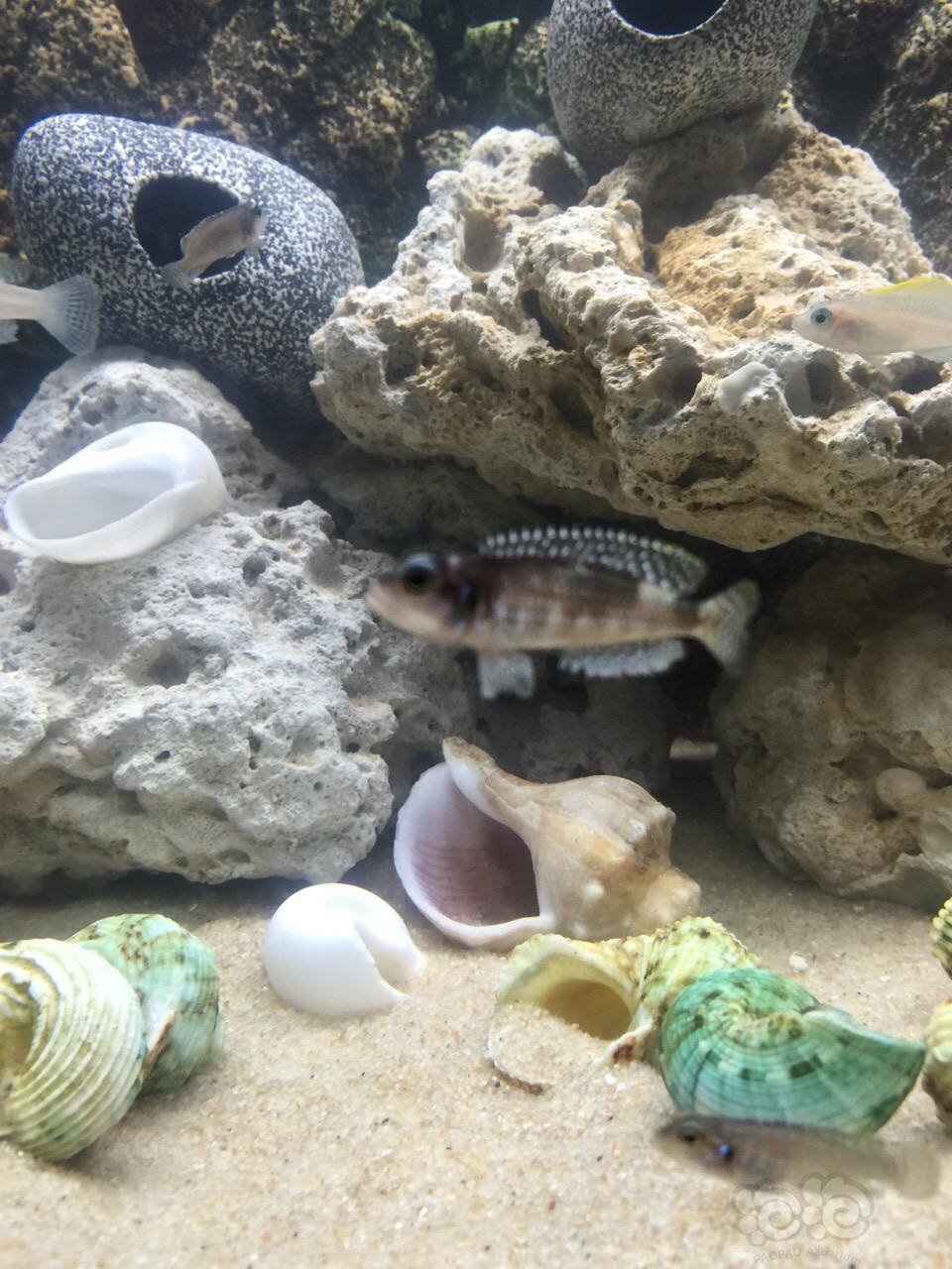 苏州地区出售各种坦湖卷贝鱼