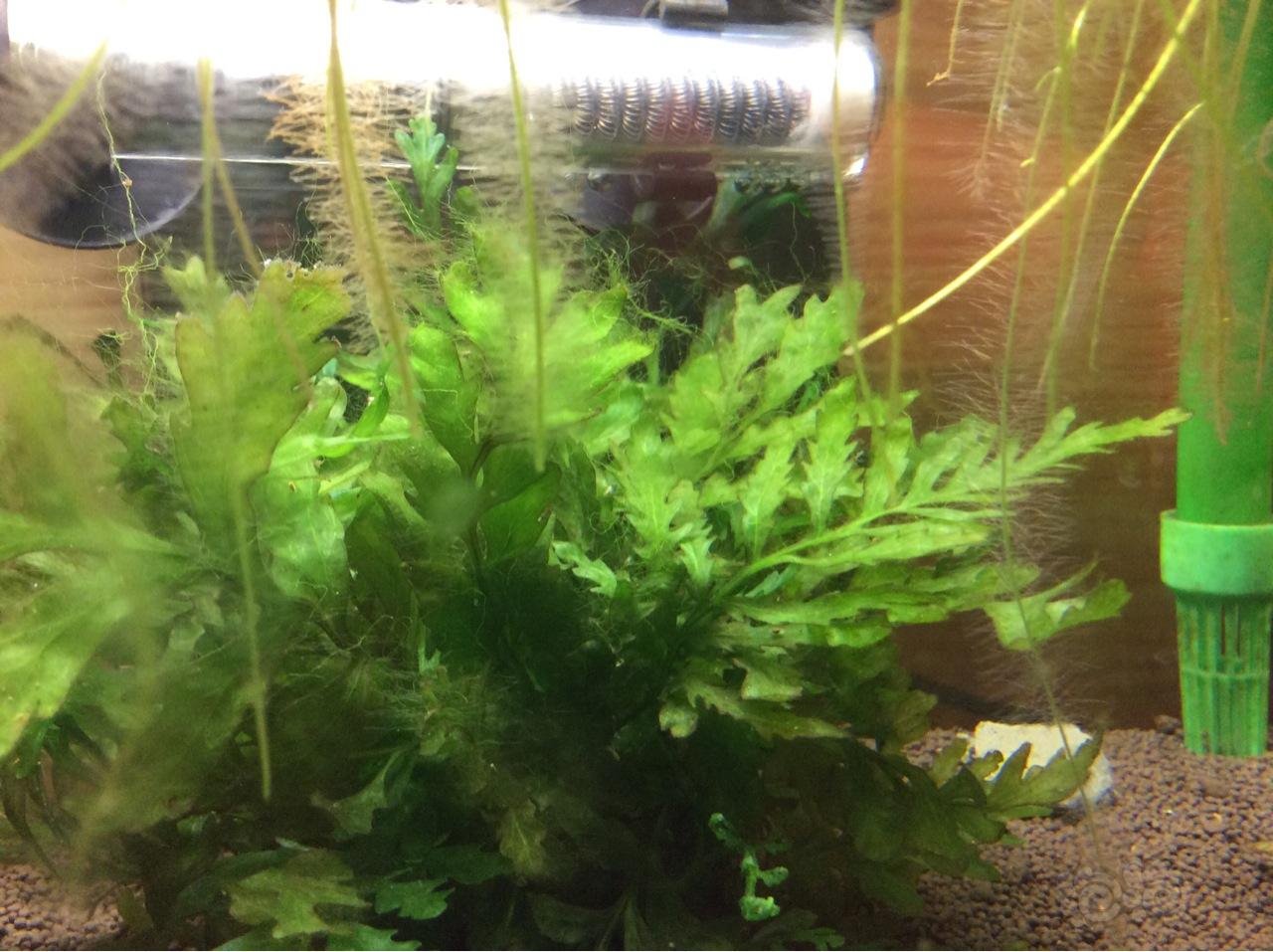 求教:52泡鹿角藻怎么操作?