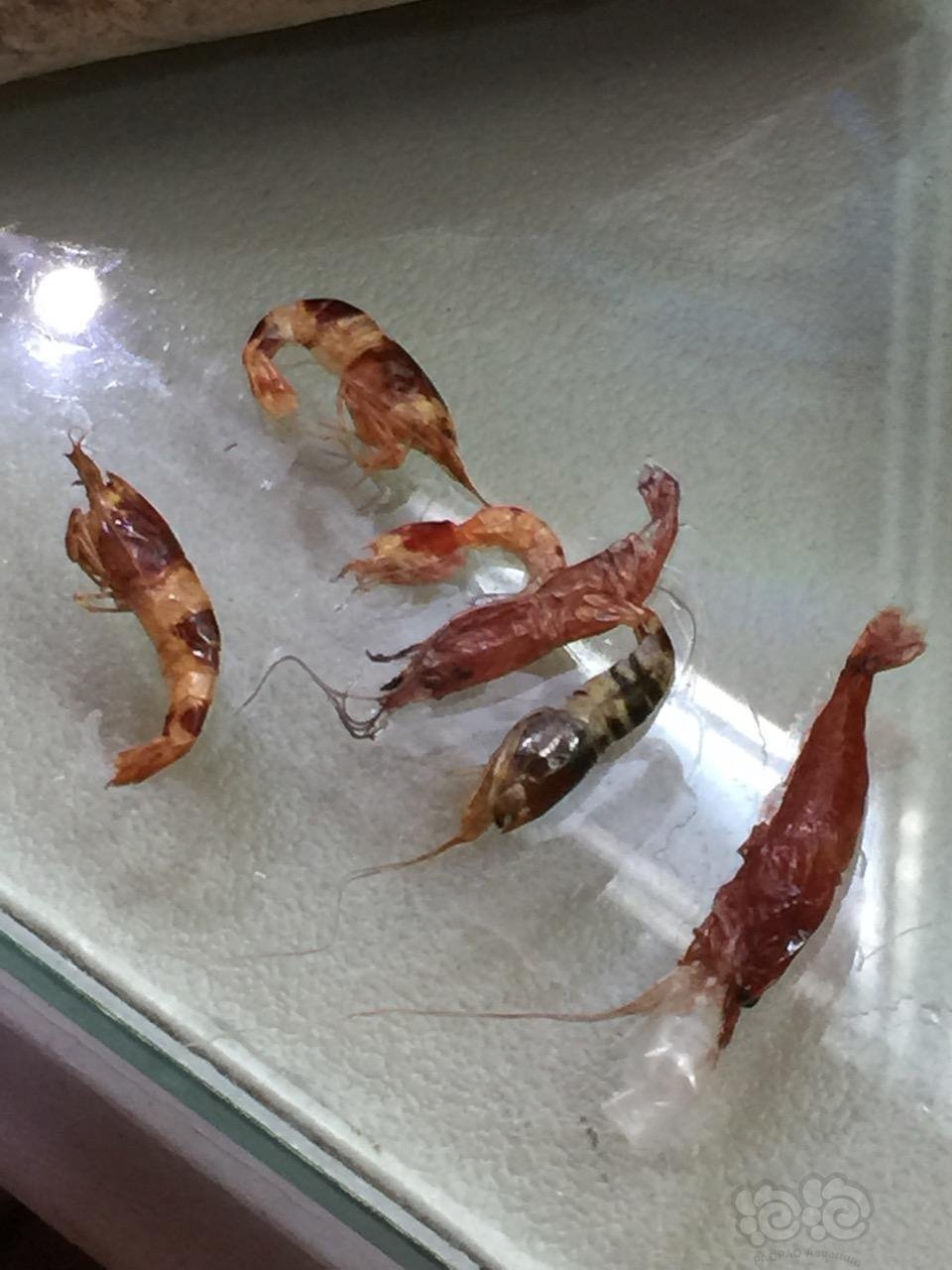 卧槽我终于知道为什么无故的死虾了