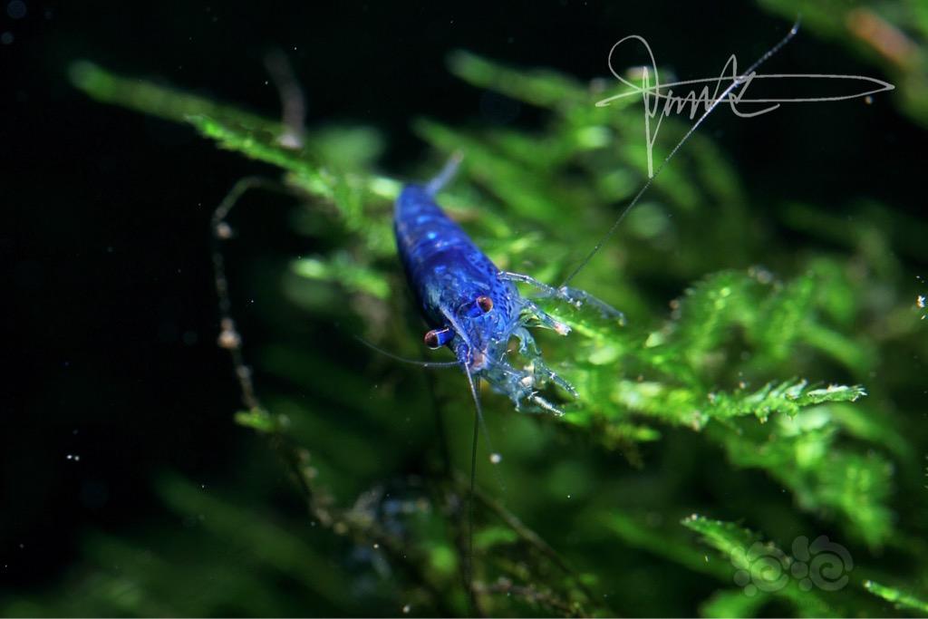 蓝宝石米虾照片新鲜出炉-图6