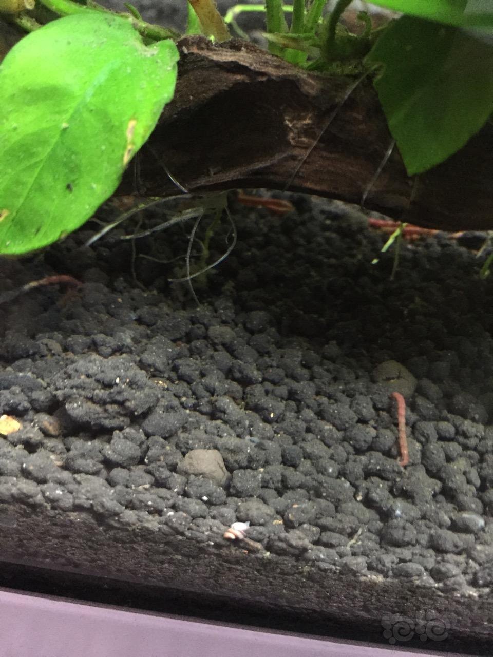 刚刚发现我养了一年的杀手螺产小螺了