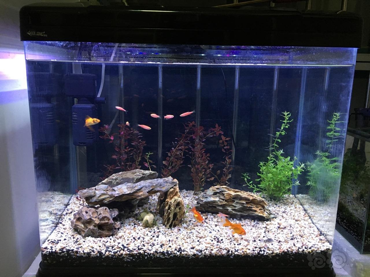 感觉鱼有点少了,鱼缸空荡荡的