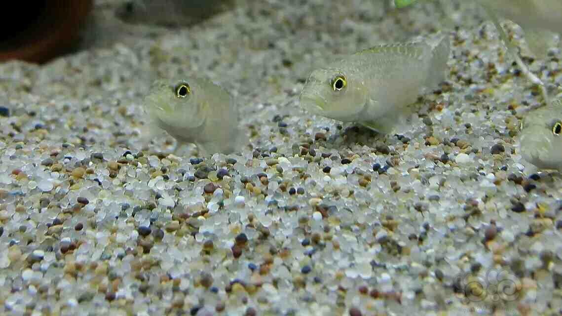 三湖慈鲷发个我的卷贝缸