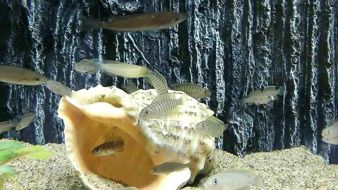 三湖慈鲷发个我的卷贝缸