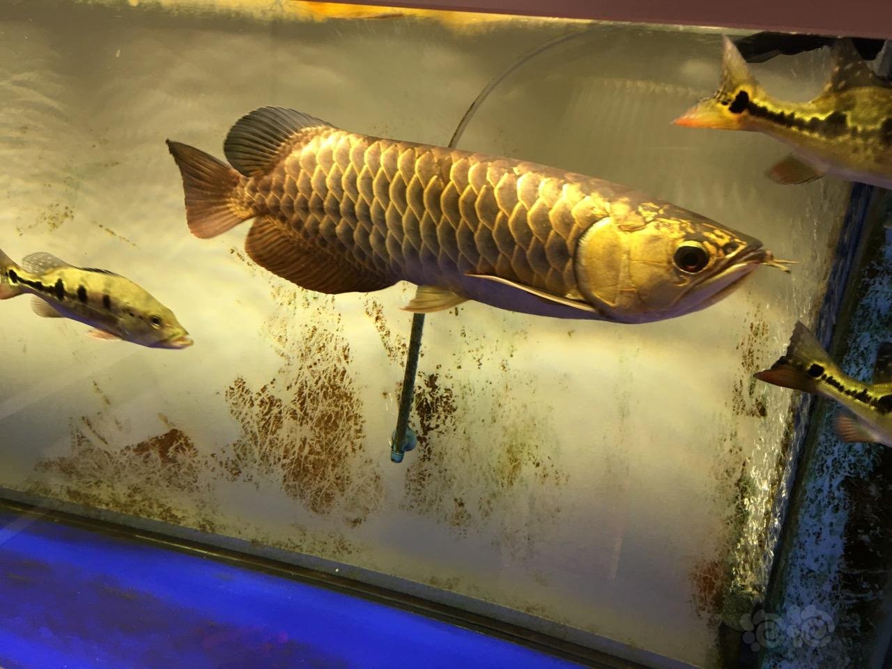 龙鱼三纹鱼龙不吃