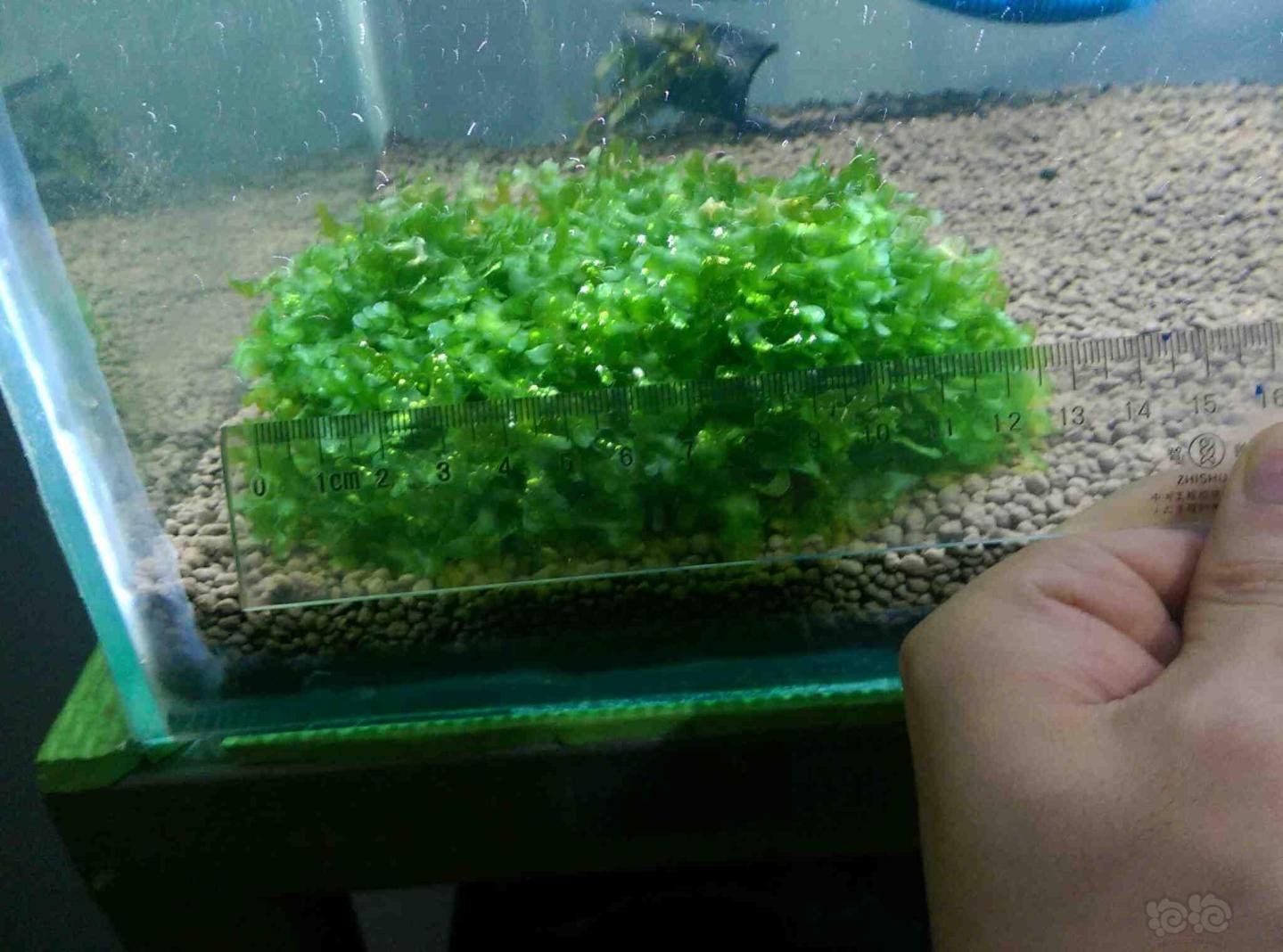 出一斤怪蕨莫丝