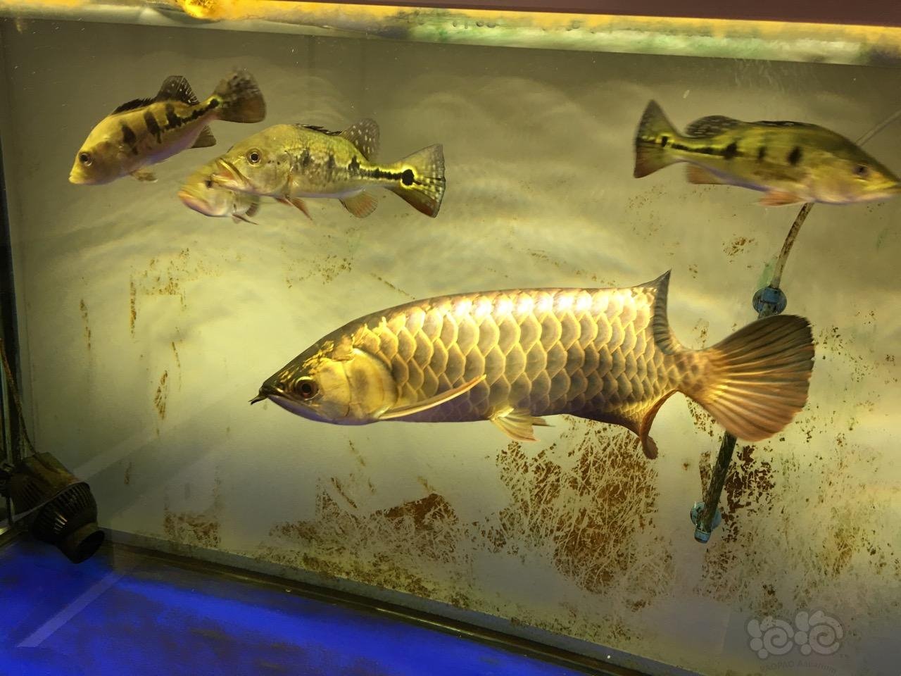 龙鱼三纹鱼龙不吃