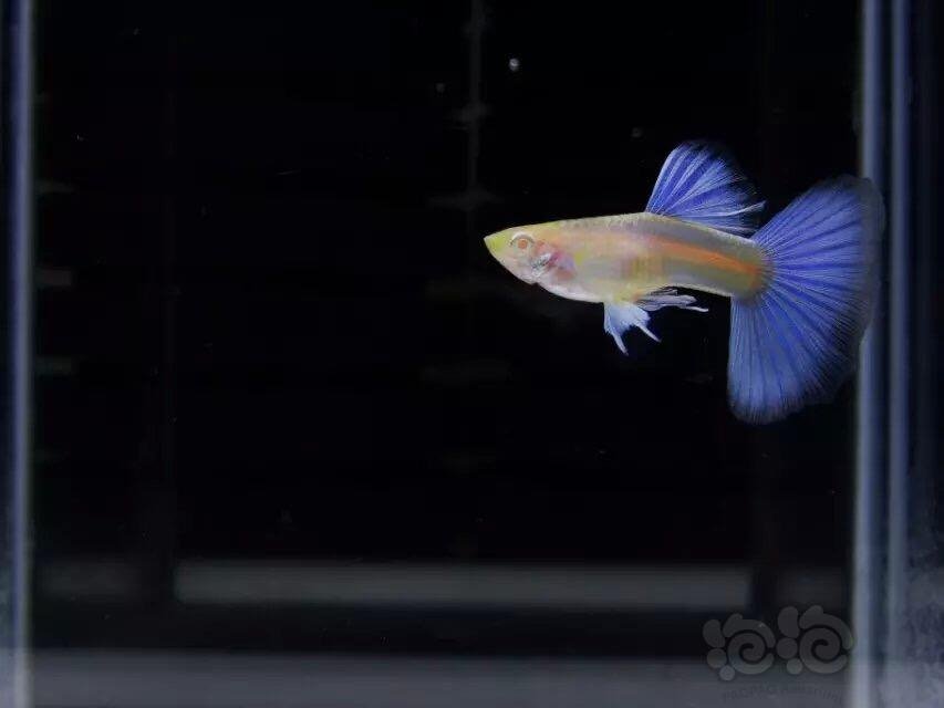 孔雀鱼蓝礼服孔雀鱼