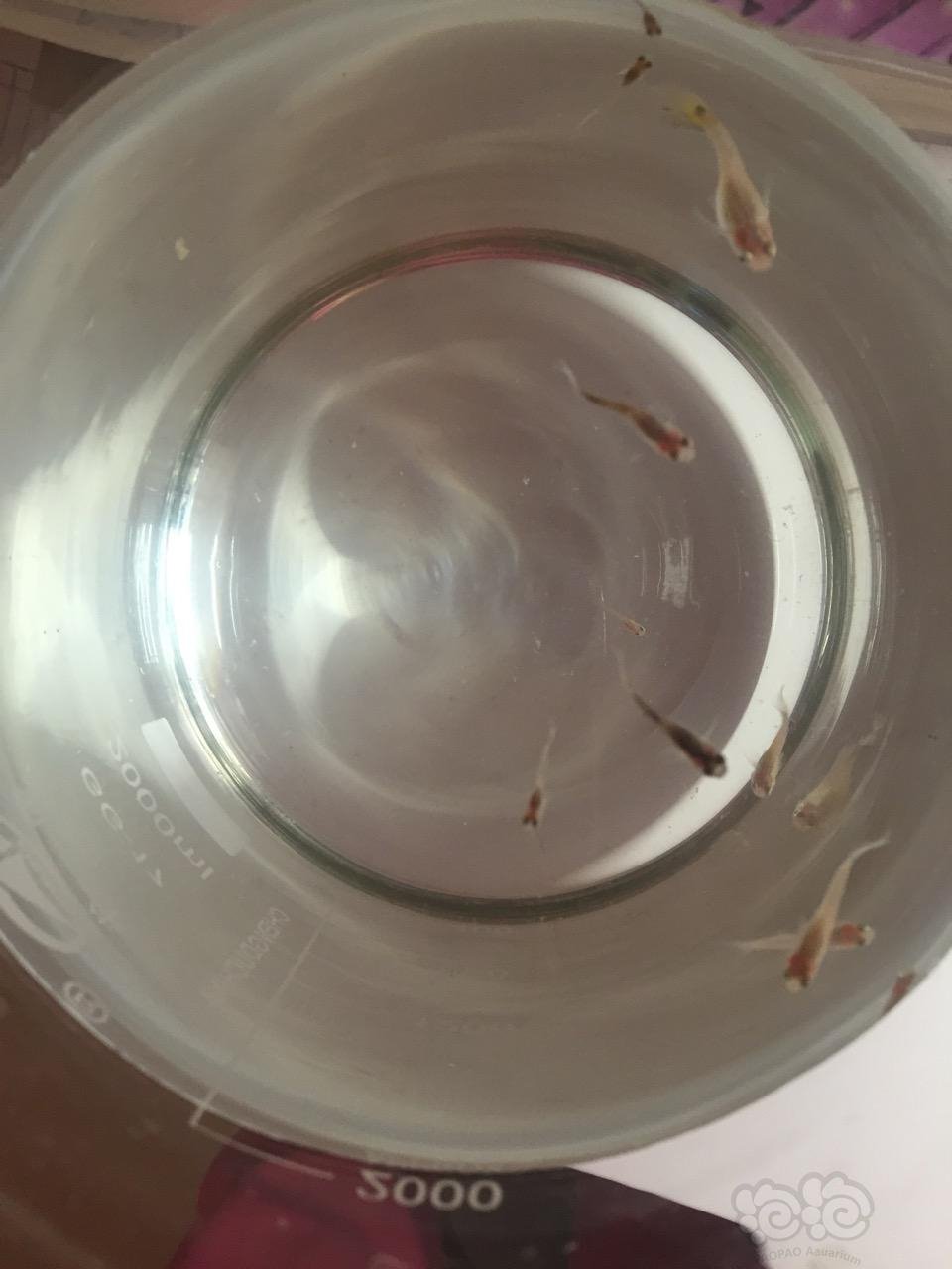 【孔雀鱼】出生快三个月的小孔雀鱼一天喂几次?