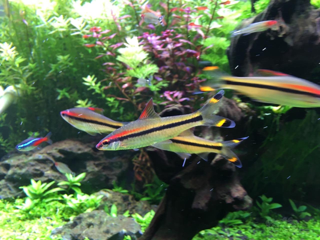 自养的一眉道人