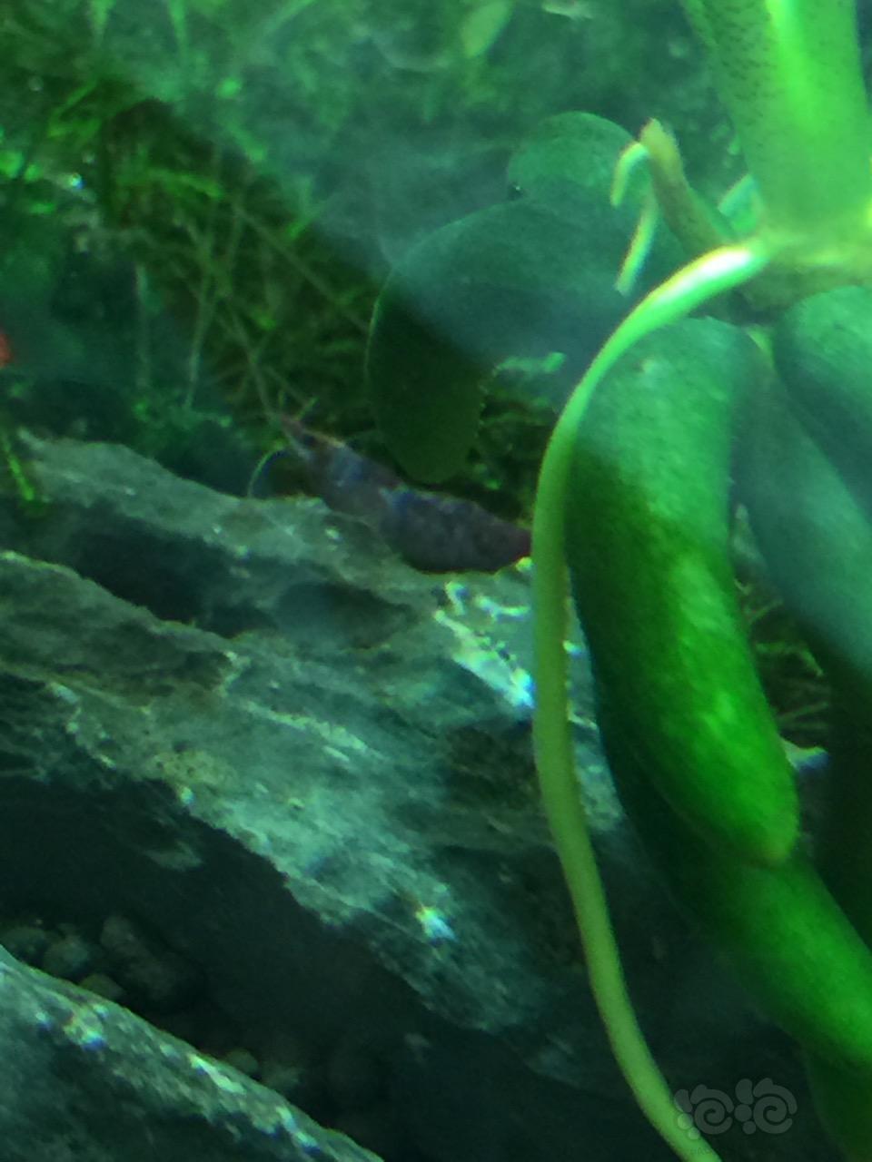 黑壳虾抱卵 红虾好难看 被蓝色印染了 呵呵😊-图3
