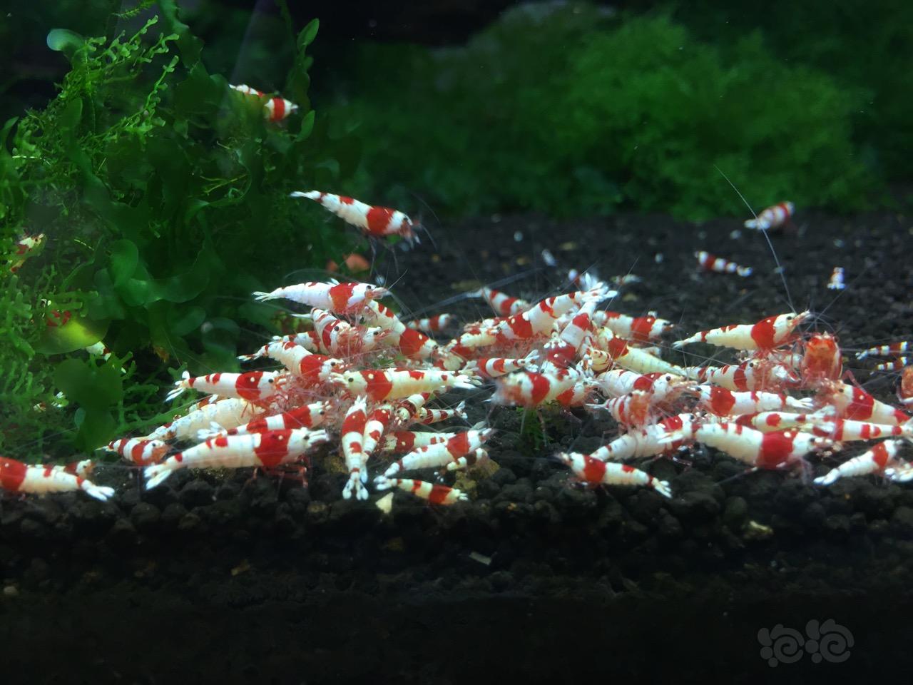 出红白水晶虾-图1