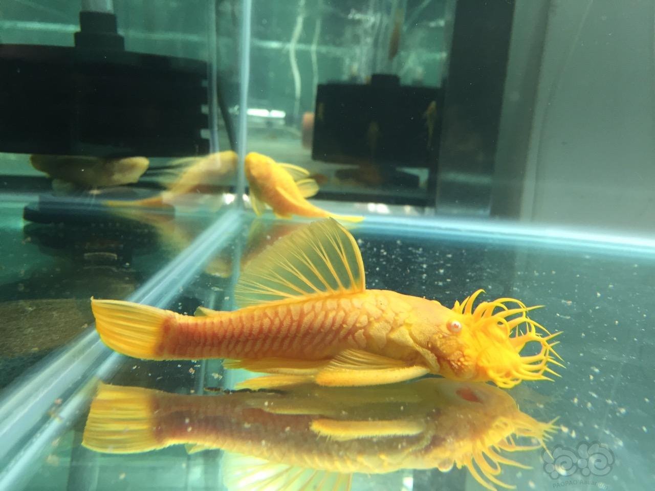 异型24k大帆胡子