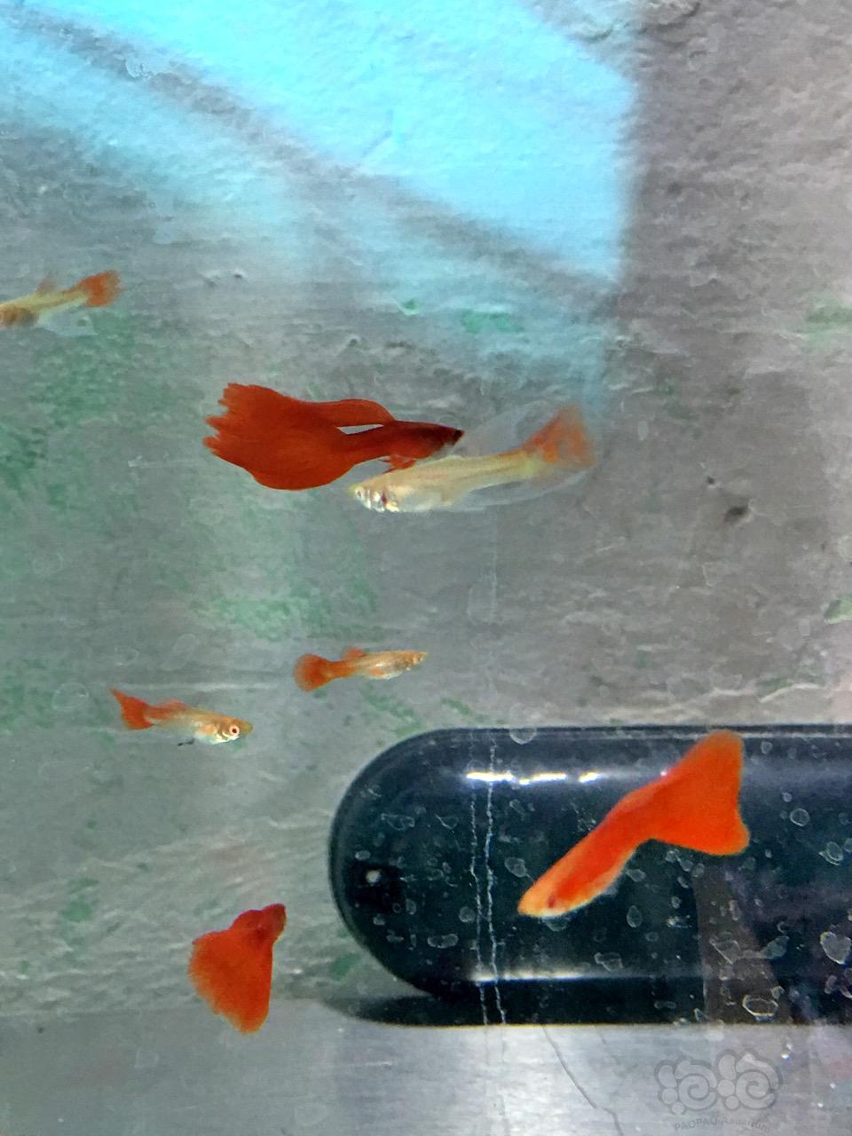 【孔雀魚】這個叫什麼孔雀