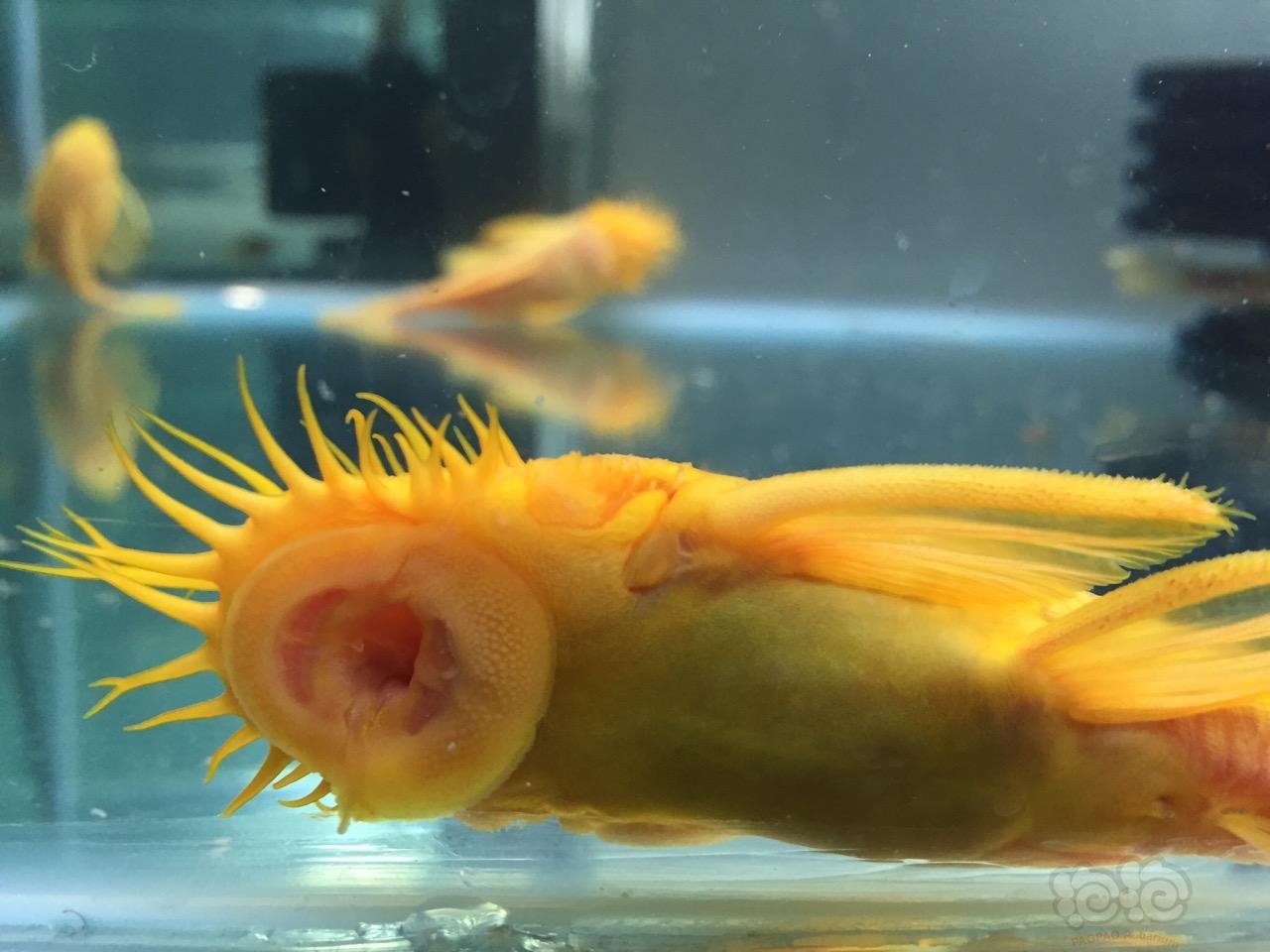 异型24k大帆胡子