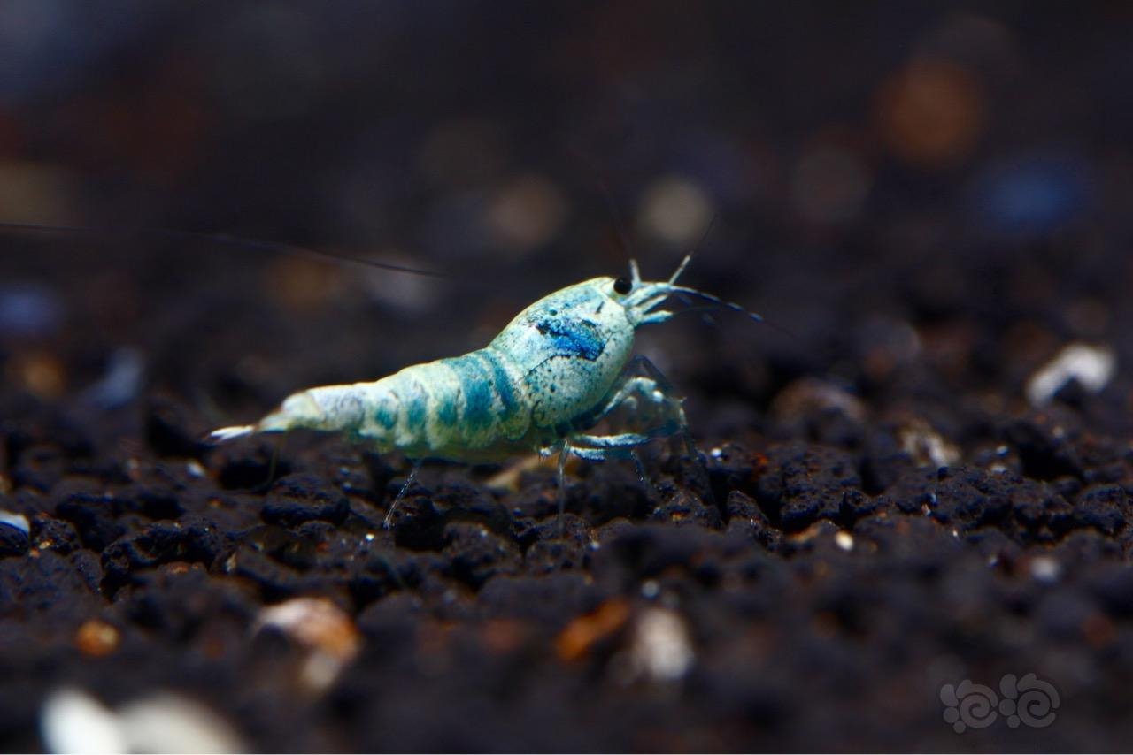 2016521rmb拍卖蓝金刚水晶虾10只