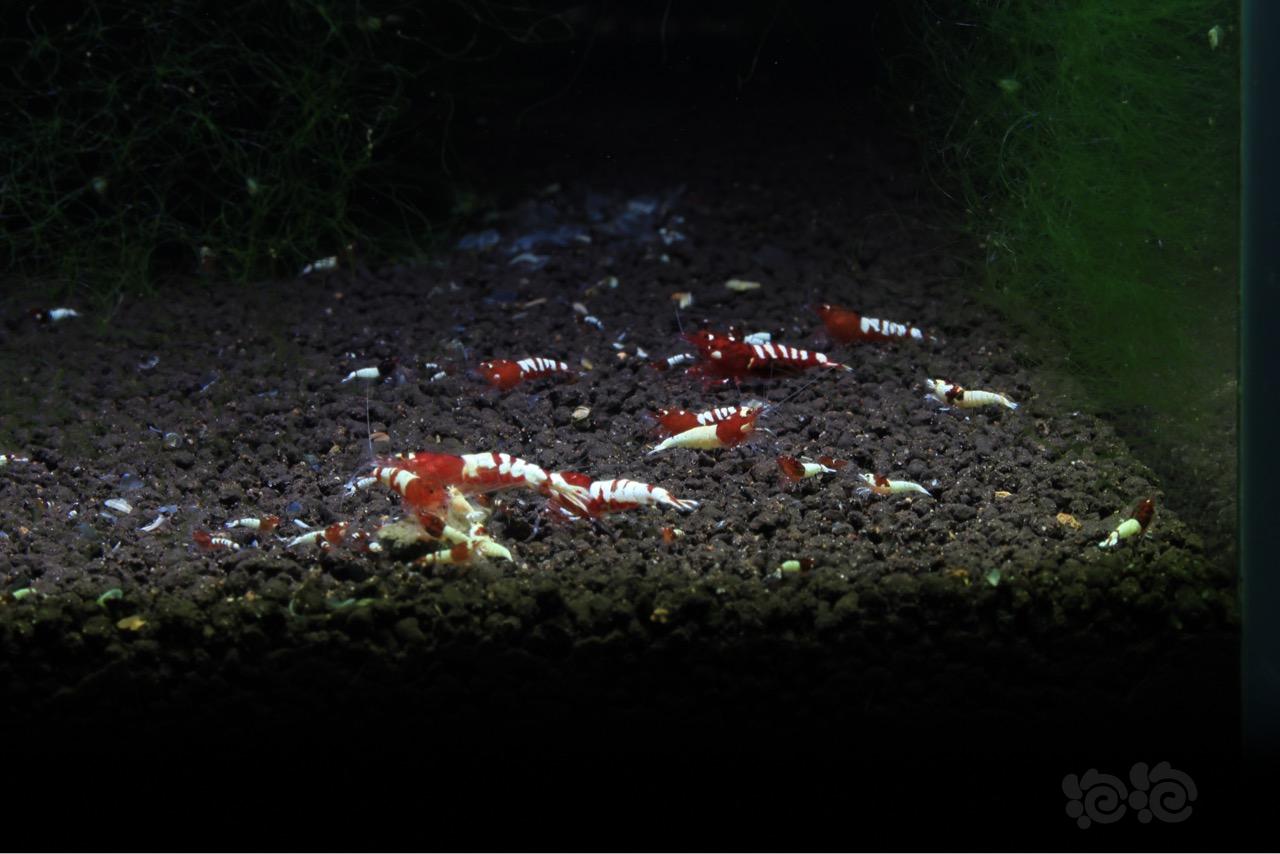 全国出红白水晶虾-小板-图5