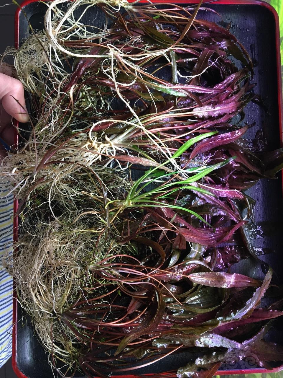 出一盘椒草紫线阿芬红阿比达