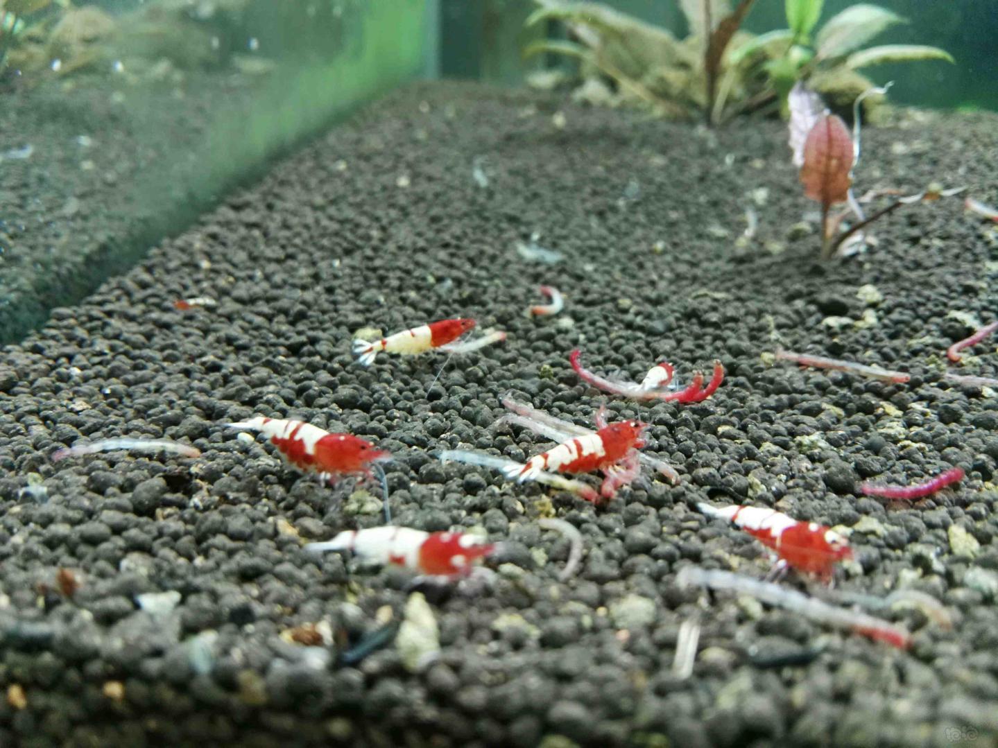 沈阳出红p亚成水晶虾，纯血-图5