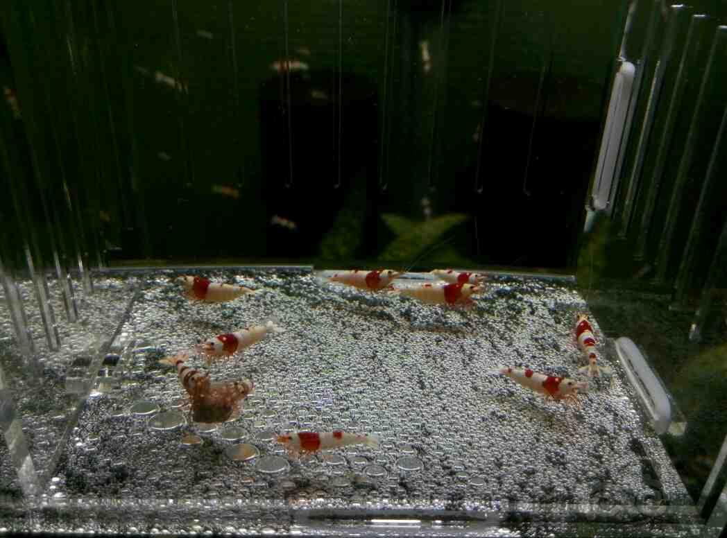 出红白水晶虾10只，包邮（种虾）-图6