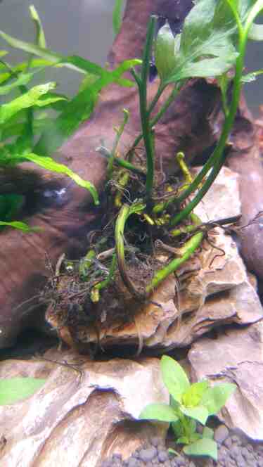 凤尾蕨根上的是藻吗-图1