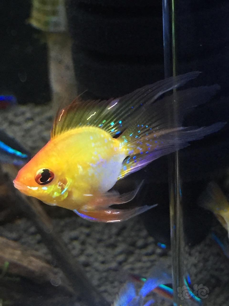 鱼鳍上白色线状物,是寄生虫吗?怎么治疗?