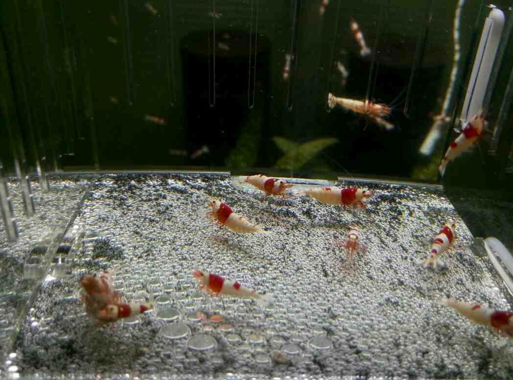 出红白水晶虾10只，包邮（种虾）-图5