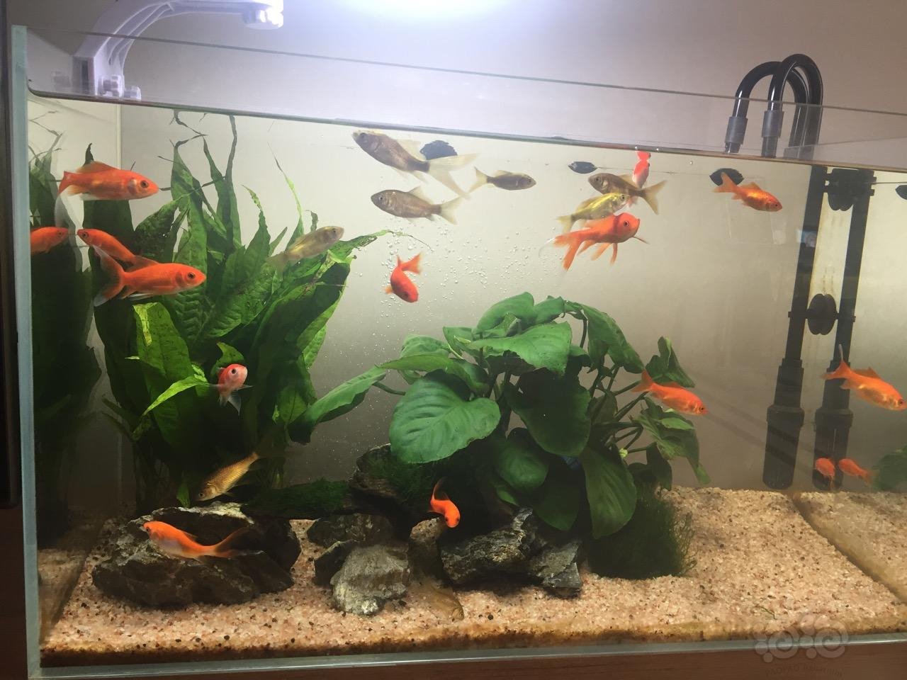 【金鱼】我的草金鱼缸